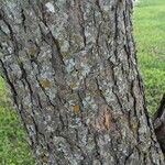 Catalpa bignonioides 树皮