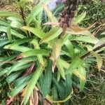 Digitalis ferruginea Fuelha