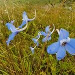 Delphinium leroyi Květ