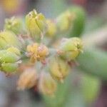 Sedum corynephyllum Flower