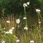 Eriophorum virginicum Hábitos