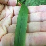 Festuca altissima Blad