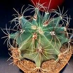 Ferocactus emoryi Leaf
