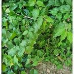 Leycesteria formosa Libunga
