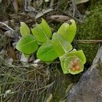 Lonicera implexa Fruit