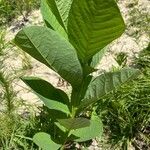 Crotalaria spectabilisLapas