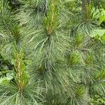 Pinus sibirica পাতা