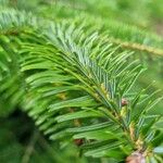 Abies nordmanniana Feuille