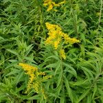 Solidago altissima Λουλούδι