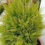 Hesperocyparis macrocarpa Blad