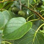 Alnus cordata ফল