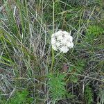 Oenanthe sarmentosa Flower