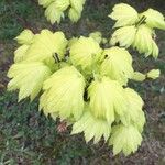 Acer circinatum পাতা