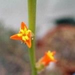 Dyckia marnier-lapostollei Floare