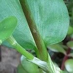 Commelina communis Coajă