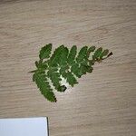 Dryopteris carthusiana Hoja