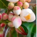 Camellia rosthorniana Flower