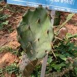 Opuntia dillenii Leht