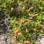 Sarcopoterium spinosum Fruit