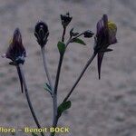 Linaria pedunculata Máis