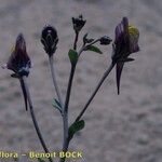 Linaria pedunculata Anders