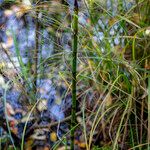 Equisetum fluviatile Leaf