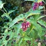 Leycesteria formosa Листок