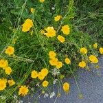 Coreopsis lanceolataFlor