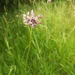 Allium scorodoprasum Flower