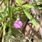Pigea enneasperma Flower