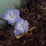 Nemophila maculata Floare