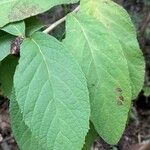 Cnicothamnus lorentzii Leaf