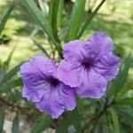 Ruellia simplex പുഷ്പം