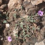 Erodium guttatum Habitus