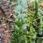 Cleome houtteana Leaf