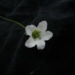 Parnassia nubicola عادت