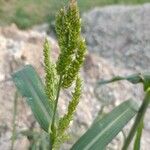 Echinochloa crus-galli Blomst