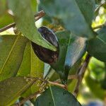 Psidium cattleyanumFruit