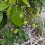 Viburnum prunifoliumПлод