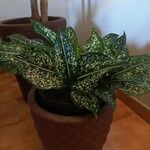 Aglaonema costatum Blatt