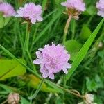 Armeria maritimaফুল