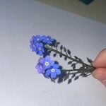 Myosotis sylvaticaFlower