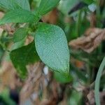 Manettia luteorubra Hoja