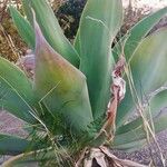 Agave weberi Feuille