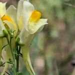 Linaria vulgaris Flower