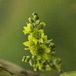 Veratrum album Blüte