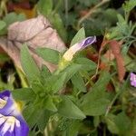 Convolvulus tricolor Frunză