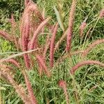 Pennisetum pedicellatum Frukt