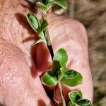 Salix myrsinifolia Leaf