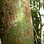 Pouteria brachyandra Kabuk